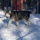 Alaskan malamute for adoption