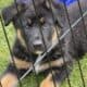 Hi I’m Nokie a 10.5 week Shepherd pup from Butler