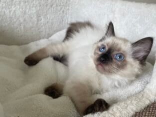 Seal Point Ragdoll Girl