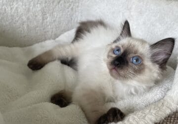 Seal Point Ragdoll Girl