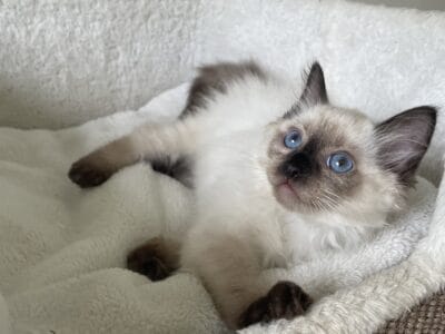 Seal Point Ragdoll Girl