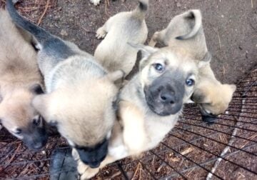 Antolian shepherd