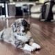 tricolor merle male bernedoodle
