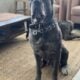 Cane Corso pups for sale