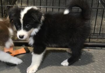 Border Aussie males