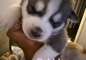 Pebbles Siberian Husky