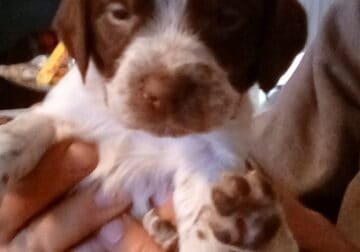 Brittany puppies