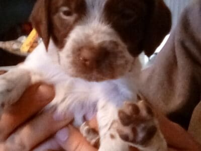 Brittany puppies