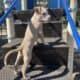 Blue Nose Pitbull Terrier Puppies UKC