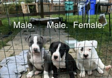 Handsome Am/Staf Terrier Puppies
