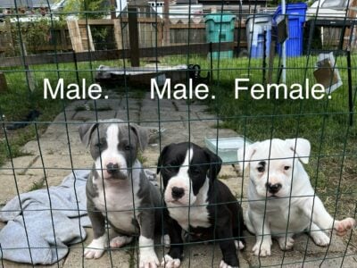 Handsome Am/Staf Terrier Puppies