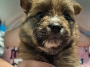 Pomeranian puppies
