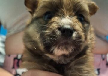 Pomeranian puppies