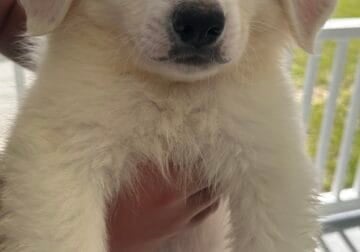 Great Pyrenees