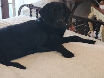 Bernadoodle/Vizsla mix needs a home!