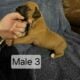 AKC Boxer Puppies for sale