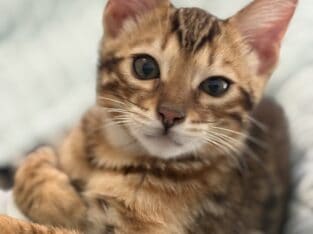 Amazing Simba Bengal Kitten