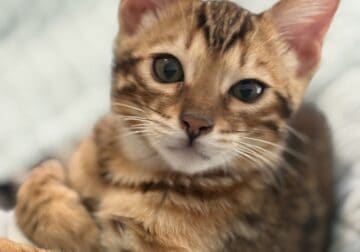 Amazing Simba Bengal Kitten
