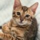 Amazing Simba Bengal Kitten