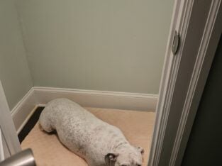 Beautiful Bully dog free to good Home