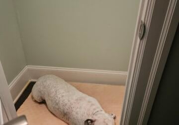 Beautiful Bully dog free to good Home