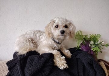 Toy poodle mix female puppy
