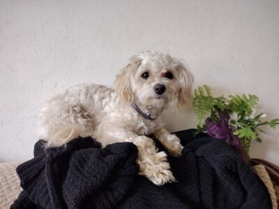 Toy poodle mix female puppy