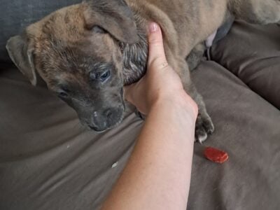 Found puppies on the side of the road abandoned ab