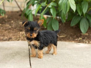 AKC Yorkie female puppy in Indiana (Tinker)