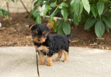 AKC Yorkie female puppy in Indiana (Tinker)