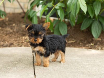 AKC Yorkie female puppy in Indiana (Tinker)