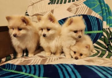 Furstkennel