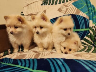 Furstkennel