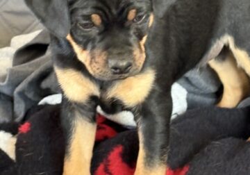 Carlin Pinscher Puppies