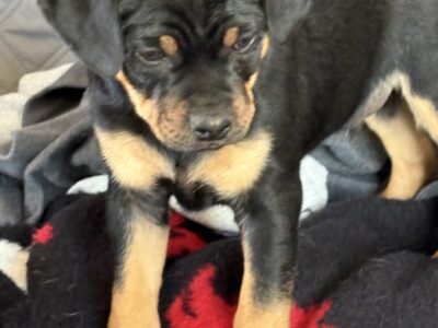 Carlin Pinscher Puppies