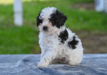 Toy Poodle For Sale Millersburg OH Tessa