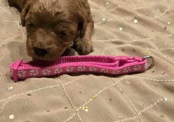 Mini Goldendoodles