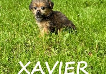 Xavier Male Shorkie Puppy