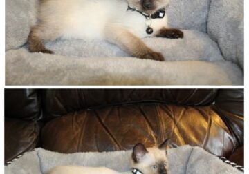 Female purebred siamese kitten