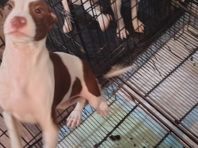 4 month old female pups