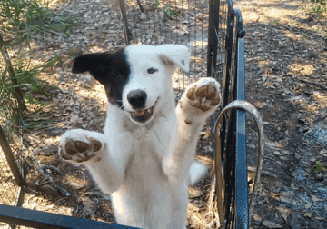 American Akita Girl Puppy – PHANTOM