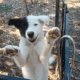 American Akita Girl Puppy – PHANTOM
