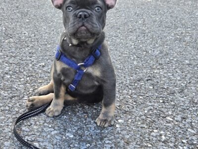French bulldog