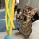 Amazing Simba Bengal Kitten