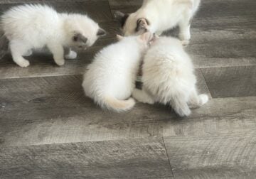 4 adorable part Himalayan kittens looking for home