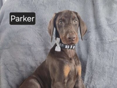 Parker