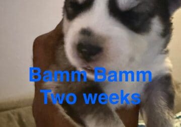 Bamm Bamm – Siberian Husky