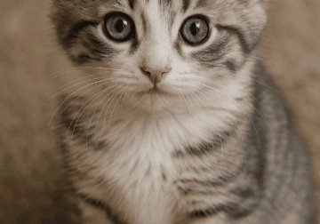Turkish Van female kitten