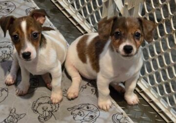 Jack Russells