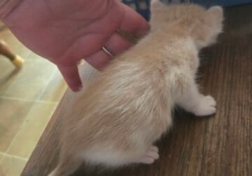Kittens available